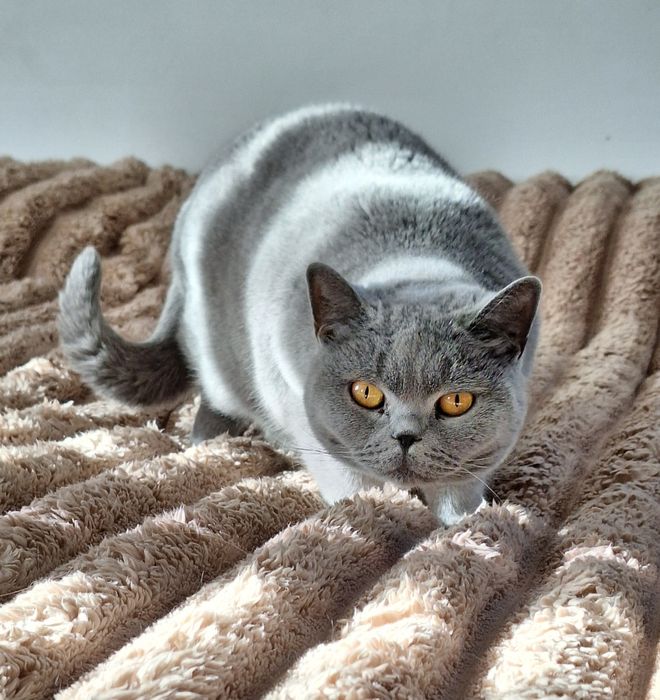 Британська блакитна дівчинка.