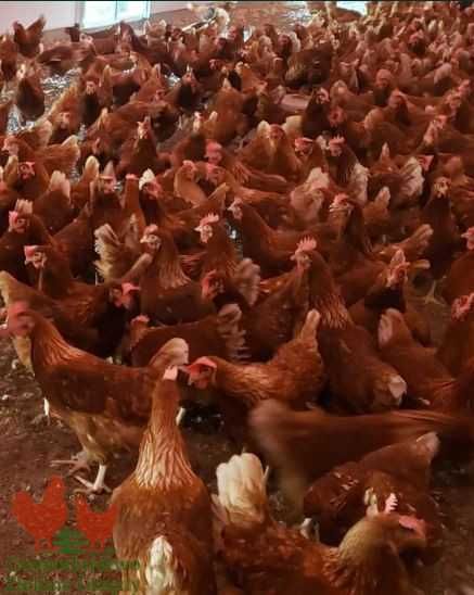 Kury młode Rosa Leghorn Dominant Lohman Greenshel