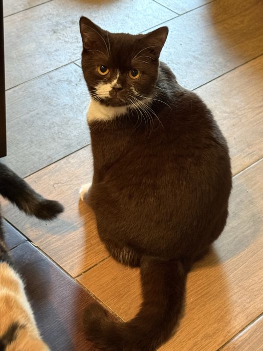 Kotka Brytyjska Czekoladowa Bikolorka