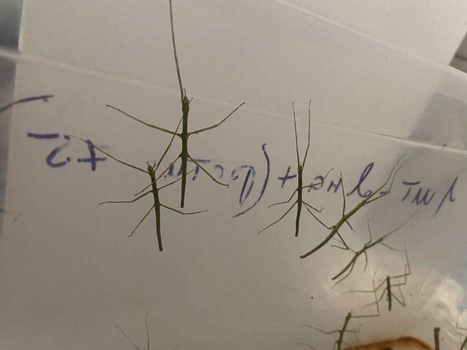 Анамські палочники