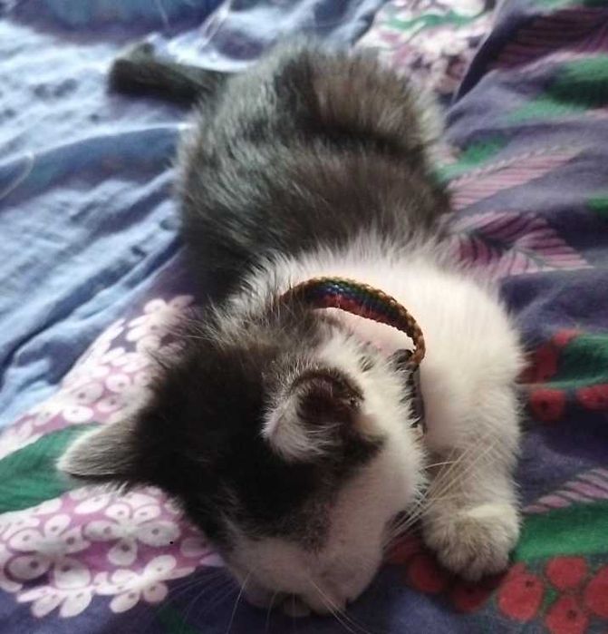 Pilne Zgubił się Kotek