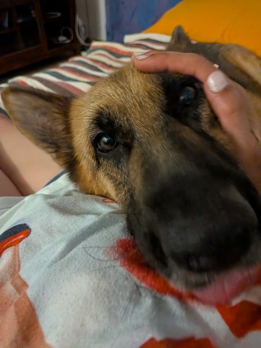 Serviço de petsiting