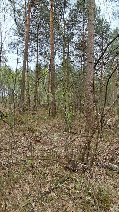 działka rolno leśna