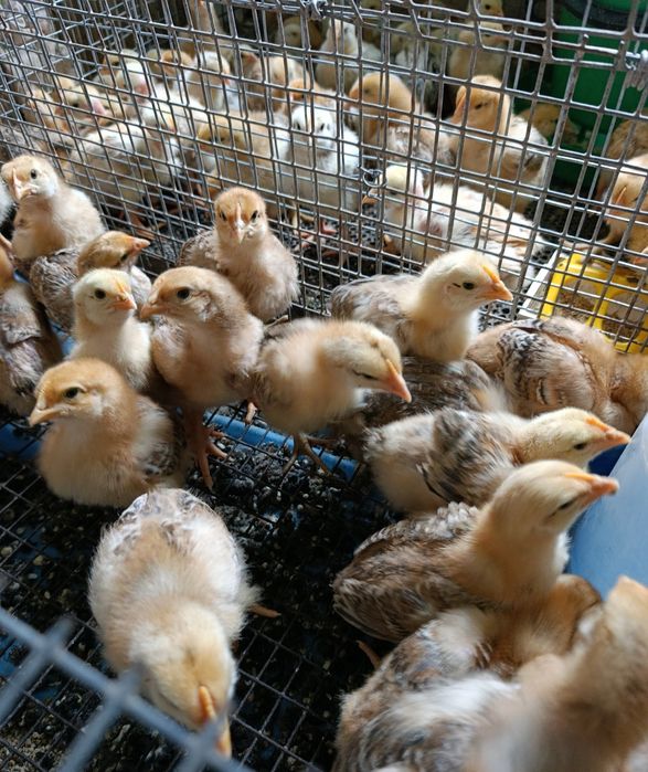 Підрощені ( місячні) курчата  триколор мастер грей голошийка