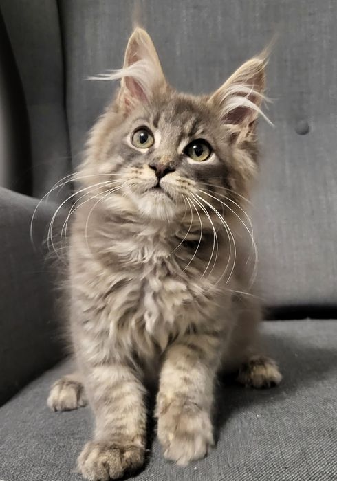 Maine Coon niebieski kocurek hodowla FPL