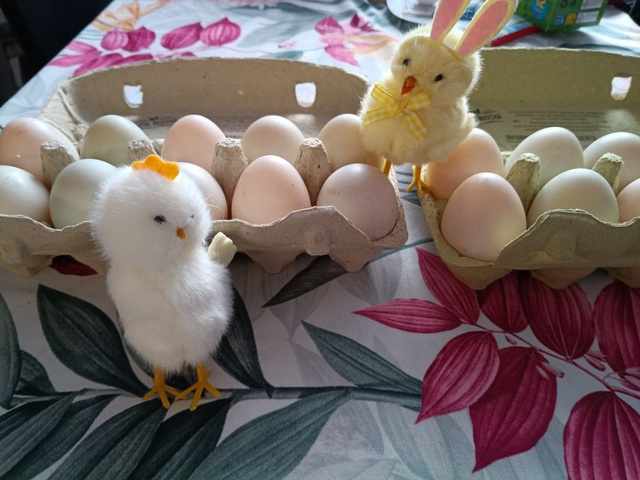 Sprzedam kacze jajka