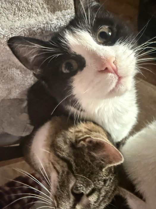 oddam kotki w dobre ręce.