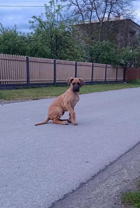Piękna żółta suczka rasy dog niemiecki