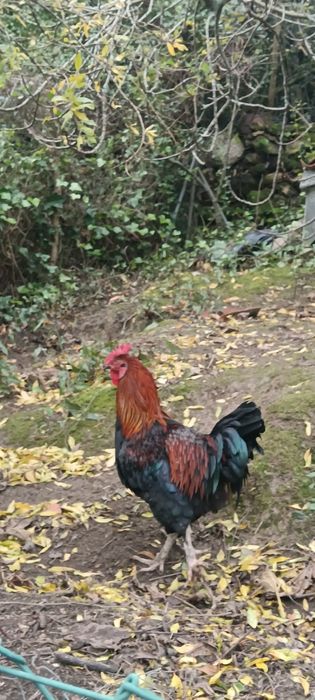 Galo Maran para troca de galinheiro aceito trocas