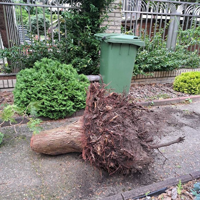 Wycinka drzew Toruń okolice, Bydgoszcz okolice