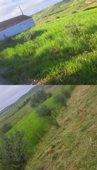 Serviço de limpeza mato e corte de árvores