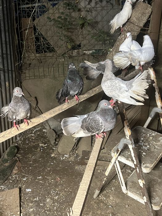 Vendo pombas de leque