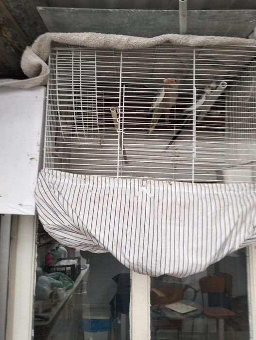 Casal Reprodutor de Caturras