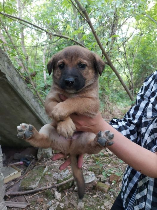 Віддам цуценят 2 місяці, хлопчики і дівчата