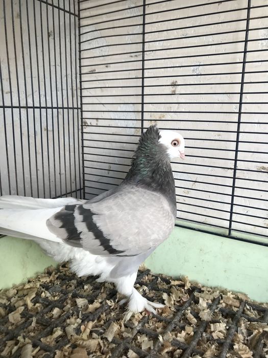 Białogłówka gołębie ozdobne