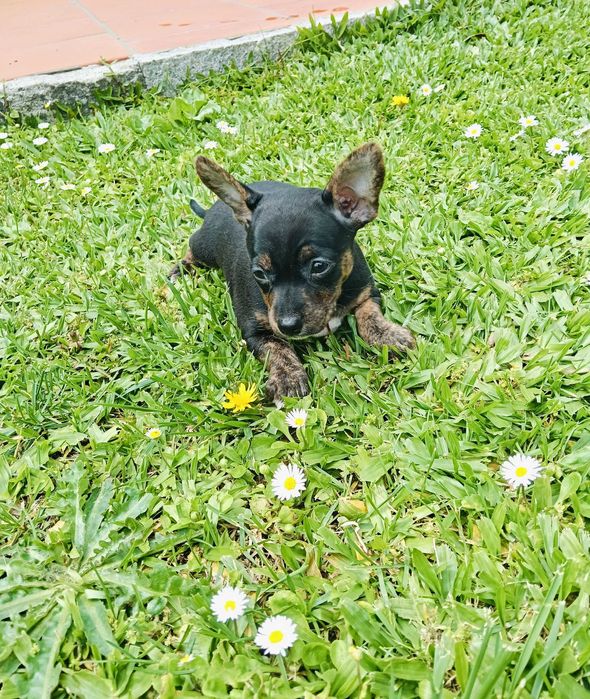 Pinscher menino lindo