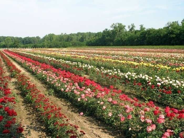 Саджанці троянд (Роздріб, Опт, Дропшипінг)/ Саженцы роз