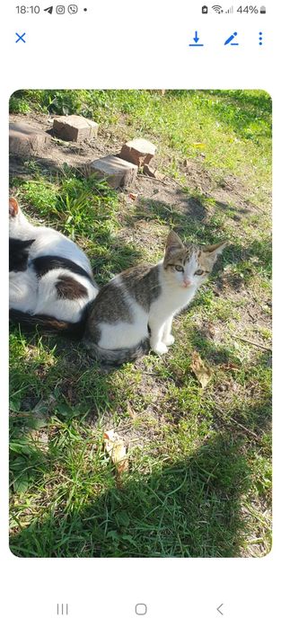 Шукаємо добрі руки для милих та ніжних котиків!!!