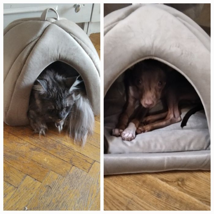 Будиночок  для котиків і собачок!