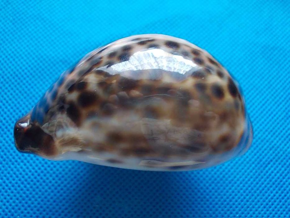 Muszle morskie- Cypraea tigris
