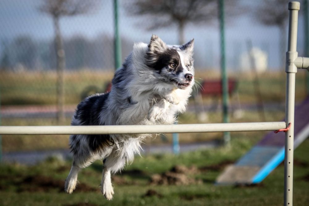 Czekoladowa suczka border collie FCI / ZKwP