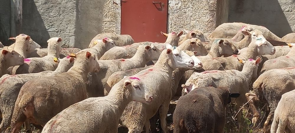 Rebanho de 100 ovelhas  merinas e cx  b4