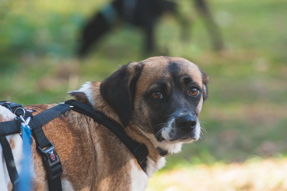 Minka, cudna 2 letnia suczka do adopcji