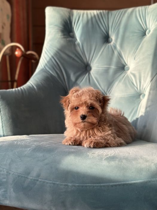 Малыш мальтипу ф1 f1 беби фейс baby face карамельного цвета окраса