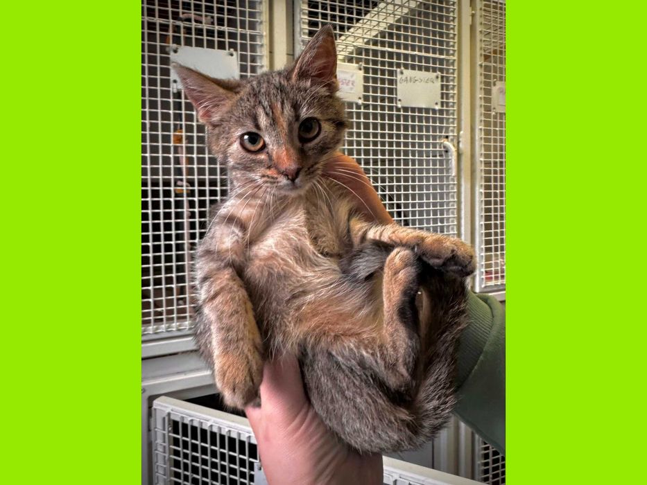 Znajdźka - kocię ur. 06.2025; słodka kuleczka i iskierka zagłady