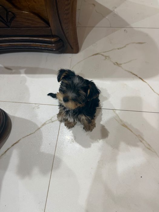 Yorkshire terrier szczeniak