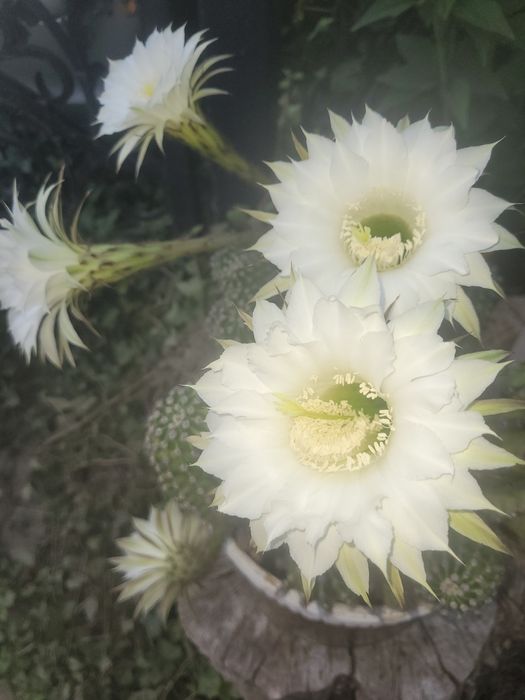 Kaktus kwitnacy na biało