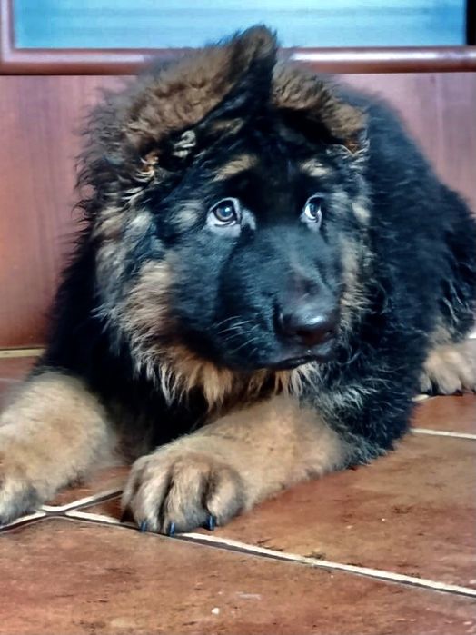 Owczarek niemiecki dlugowlosy mocnej budowy szczeniak