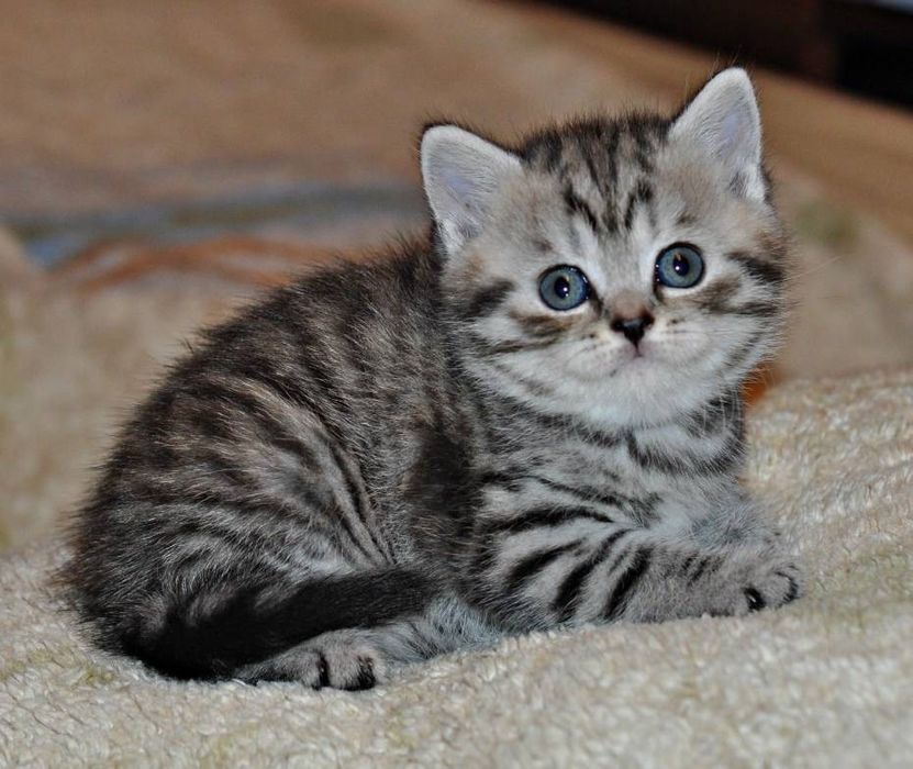 Шотландские котята