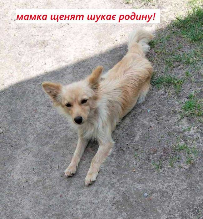 Щенята в добрі руки