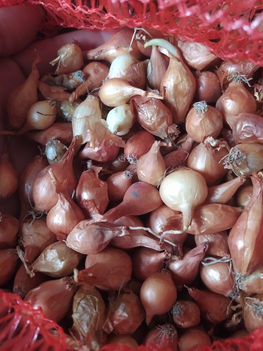 Продам тиканку .. Штутгарт..