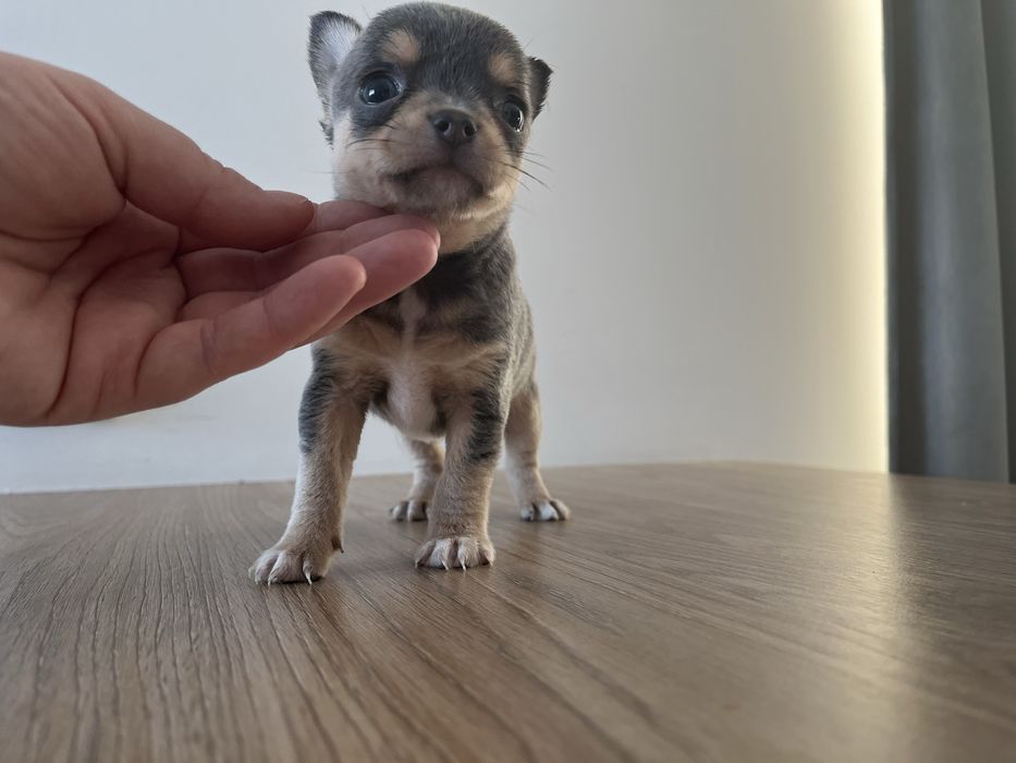 * Niebieski * Piesek Chihuahua Drobniutki