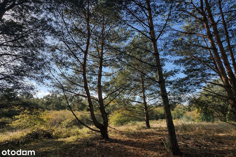 Działki w Łochowicach przy Natura 2000 – cisza i przestrzeń