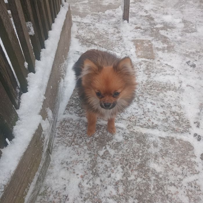 Чудовий шпіцик(хлопчик)