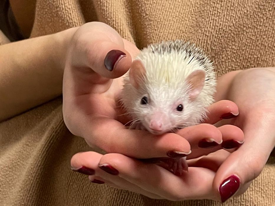 Urocze Jeżyki Pigmejskie z Domowej Hodowli