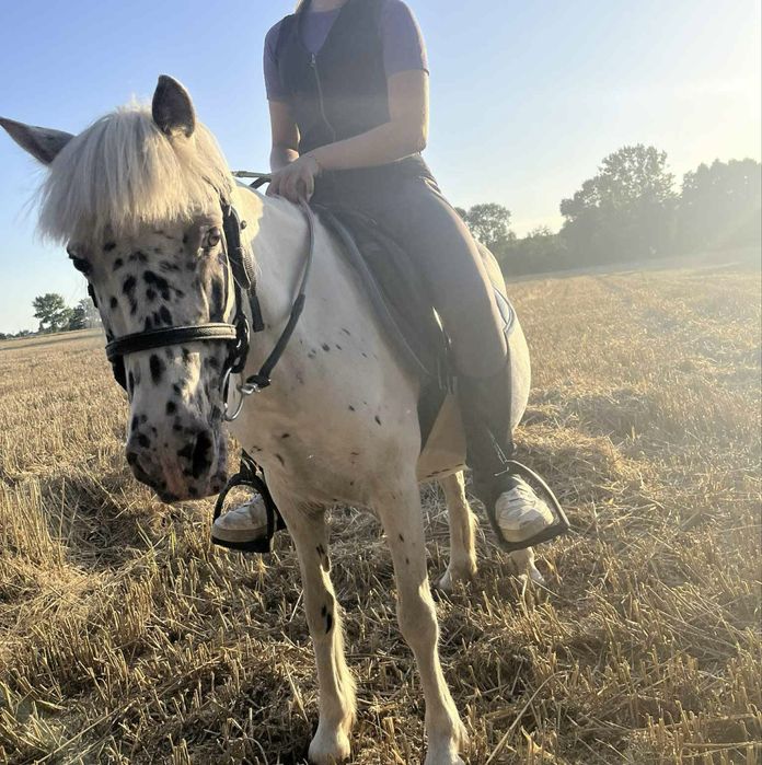 Na sprzedaż kucyk- klacz