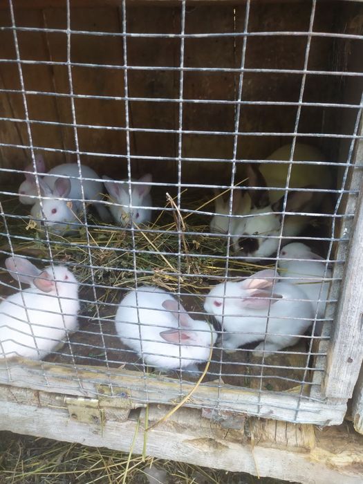 Кролики кролі каліфорнійці