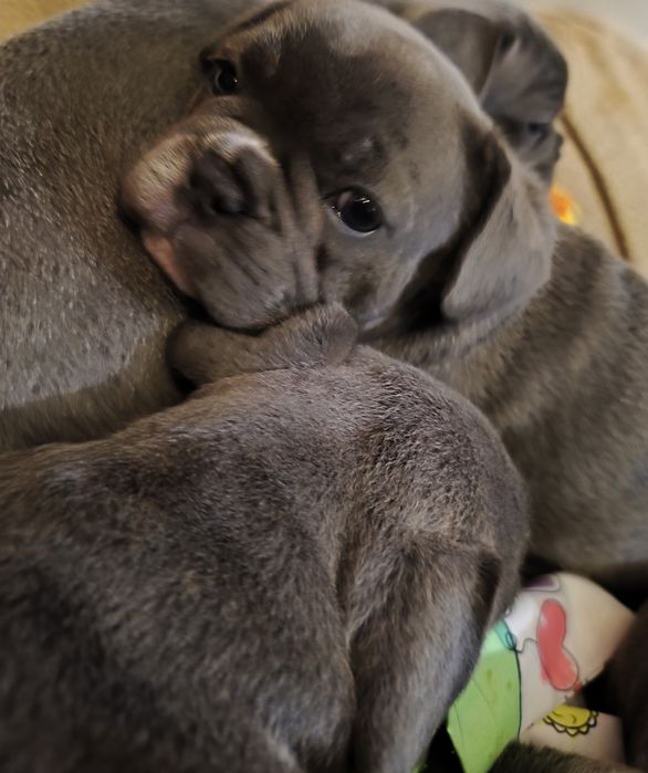 Chłopczyk  buldog francuski blue