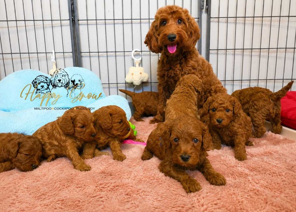 Pudel mini Cockapoo F1B słodka Suzi