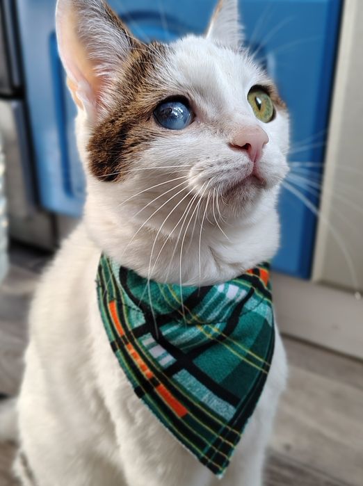 Бандана для котів, собак.