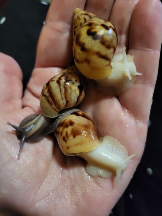 Улитки  ахатина равлики Фуліка