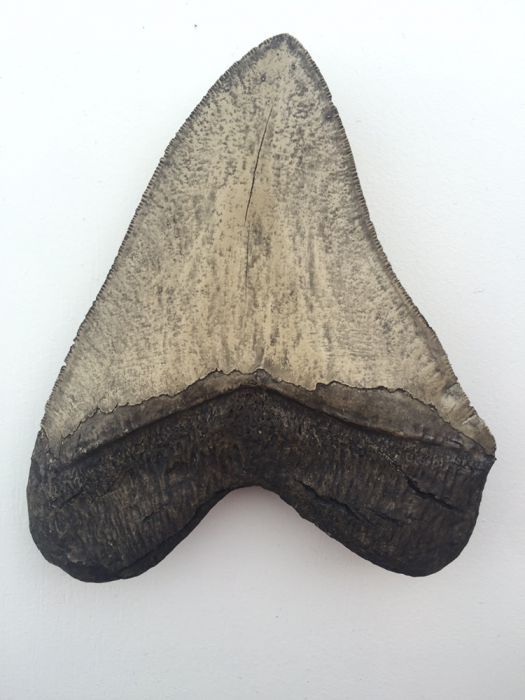 Зуб мегалодона. Зуб акулы. Окаменелости