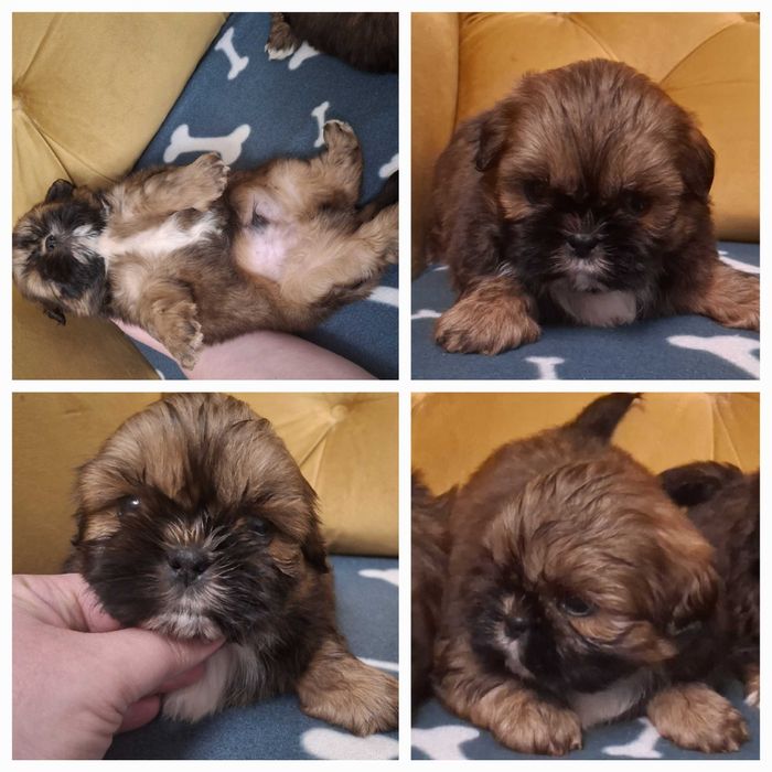 4miesięczny piesek rodowód Zhpr wyprawka