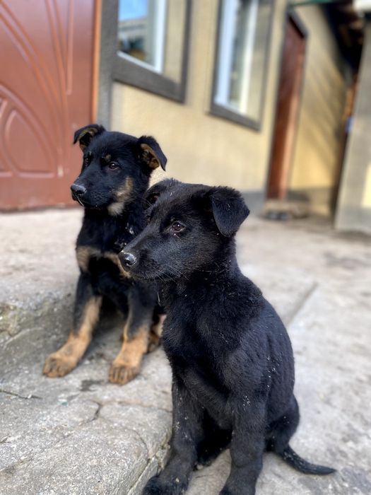 Німецька вівчарка