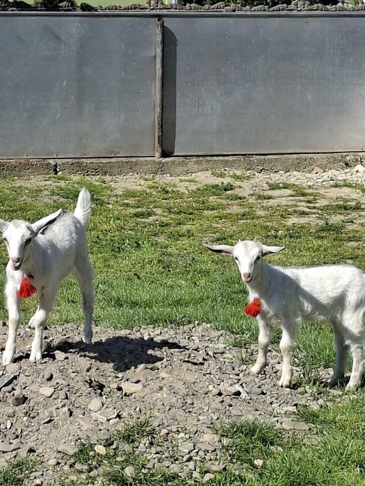 Продам козичку місячного віку