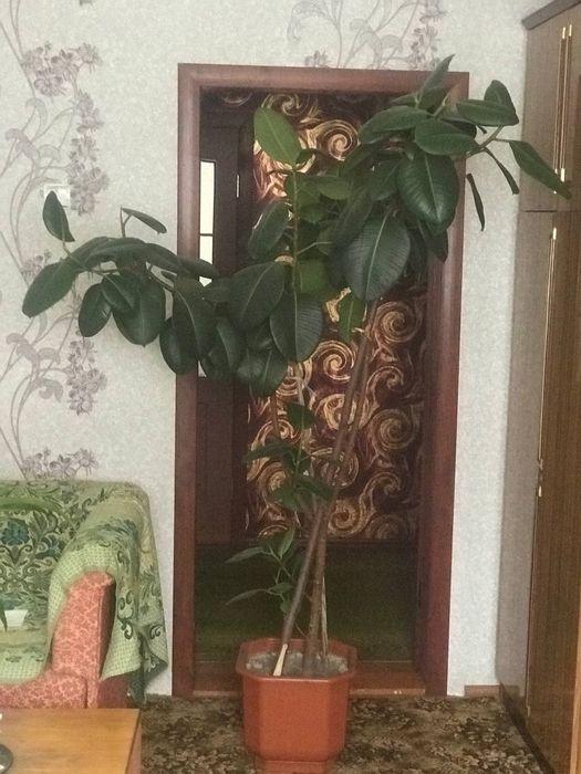 КВІТИ кімнатні фікус, сансів'єра, грошове дерево,бегонія,секуленти тещ